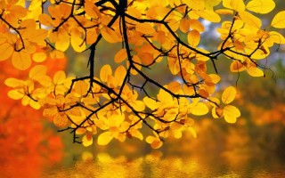 MiniChain 快速上手指南